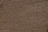Permineralized Wood Covered In Sparkling Quartz - Germany #302046-1